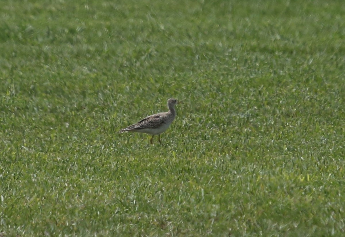 Upland Sandpiper - Andrew Orgill