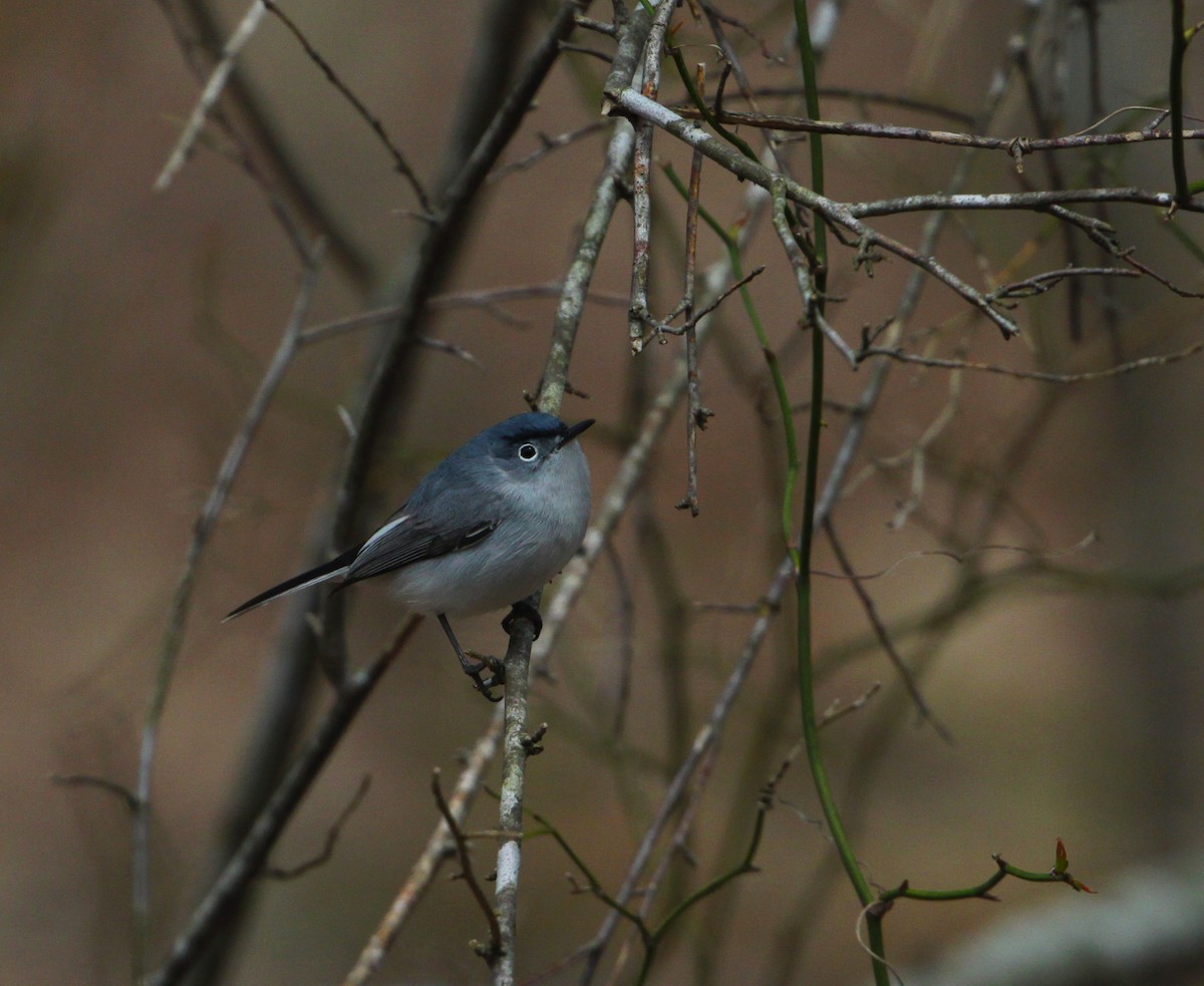 Blue-gray Gnatcatcher - ML219983251