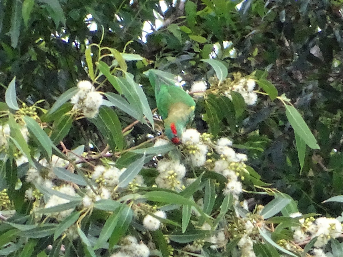 Musk Lorikeet - ML219983281