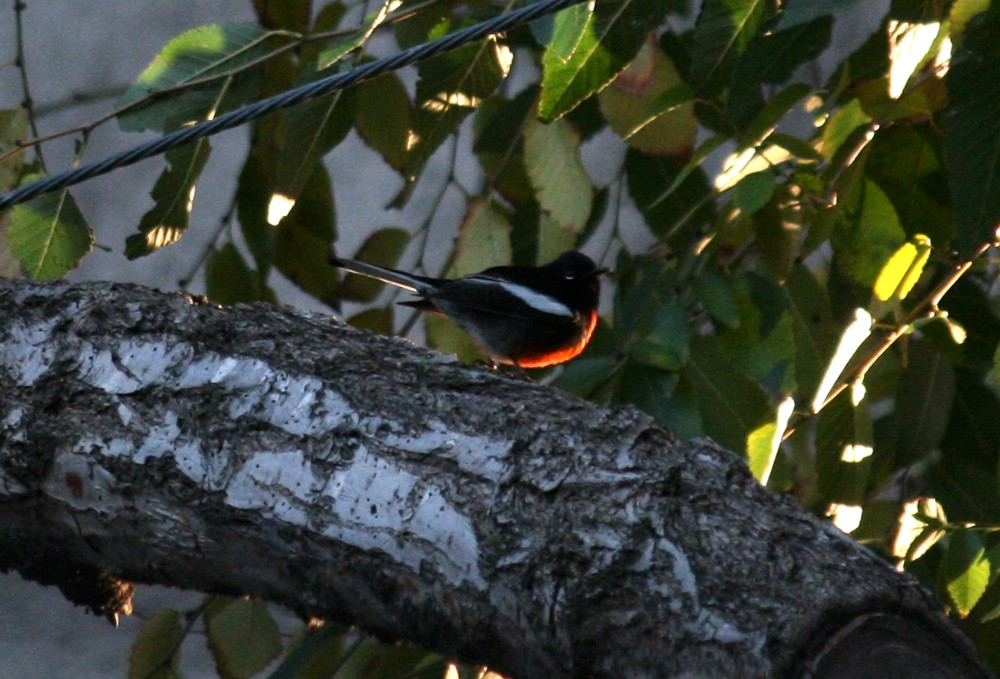 Painted Redstart - ML21998761