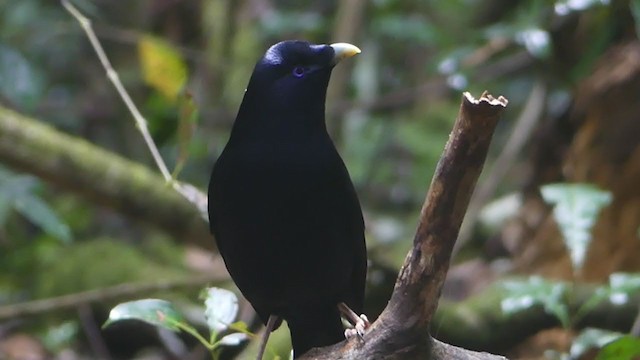 Satin Bowerbird - ML219989081