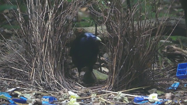 Satin Bowerbird - ML219989091