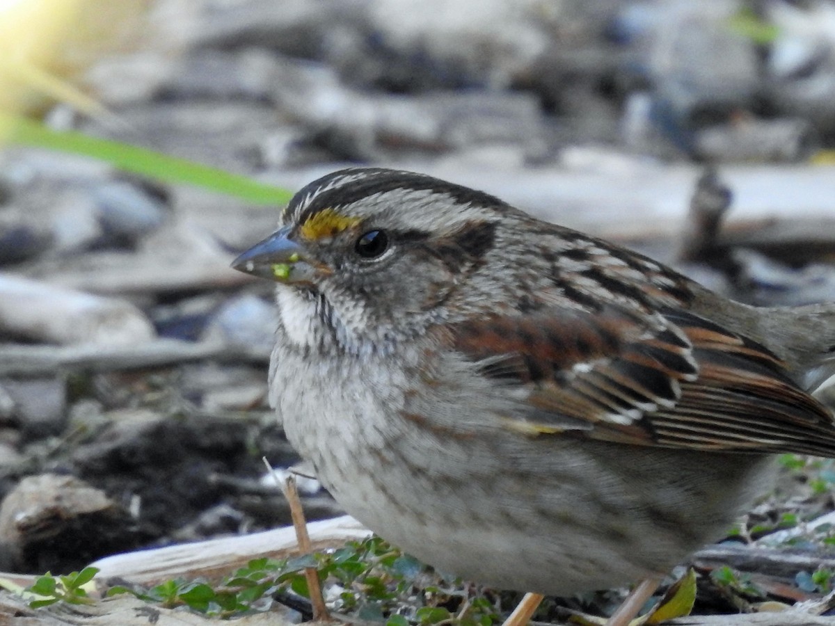 White-throated Sparrow - ML21999071
