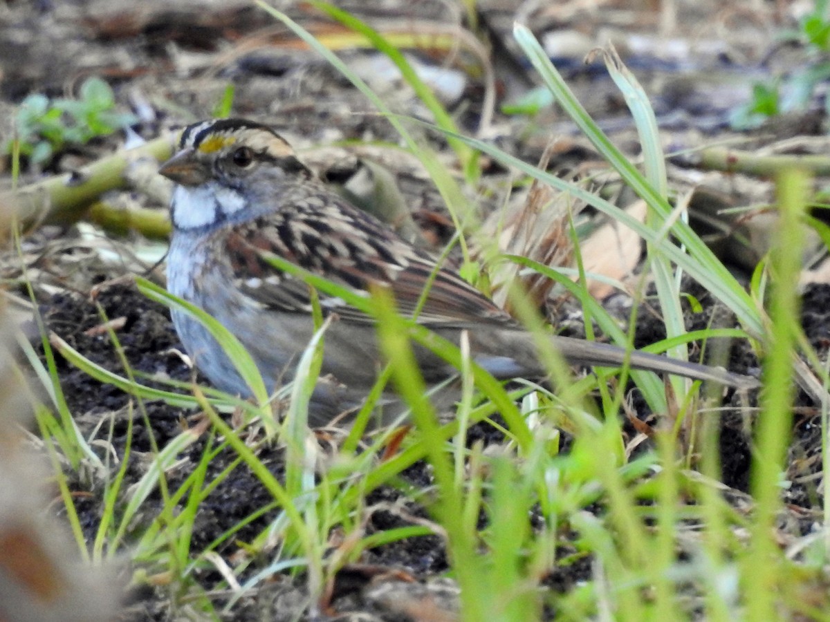 White-throated Sparrow - ML21999091