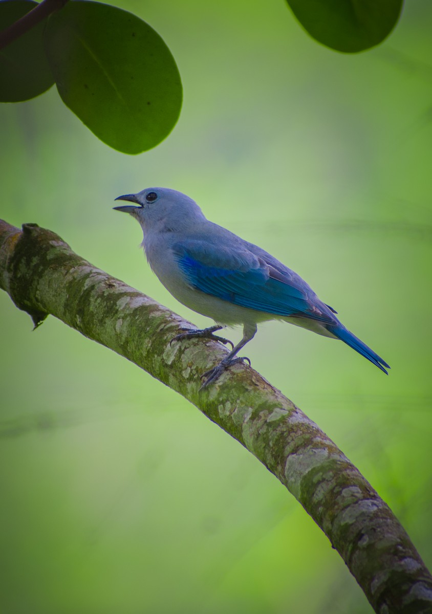 Blue-gray Tanager - Michael  Pasaje Bolaños