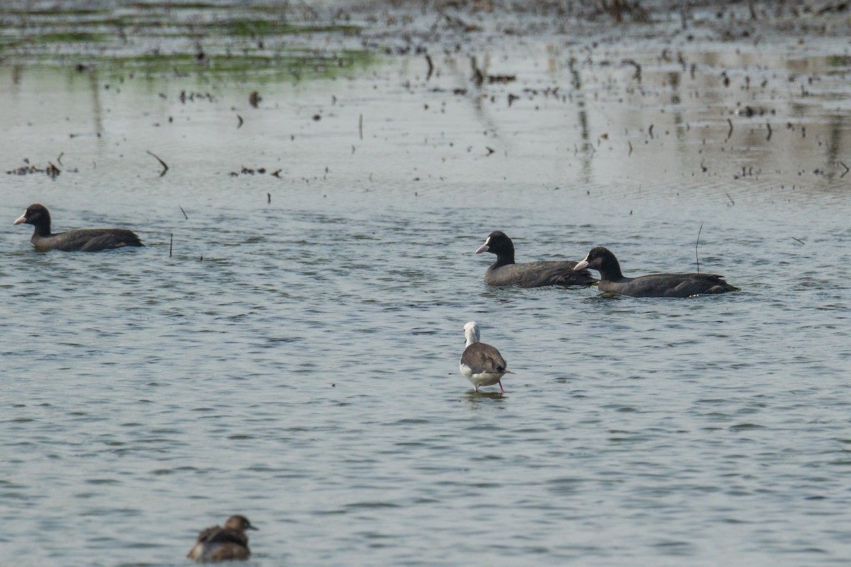 Eurasian Coot - ML219995631