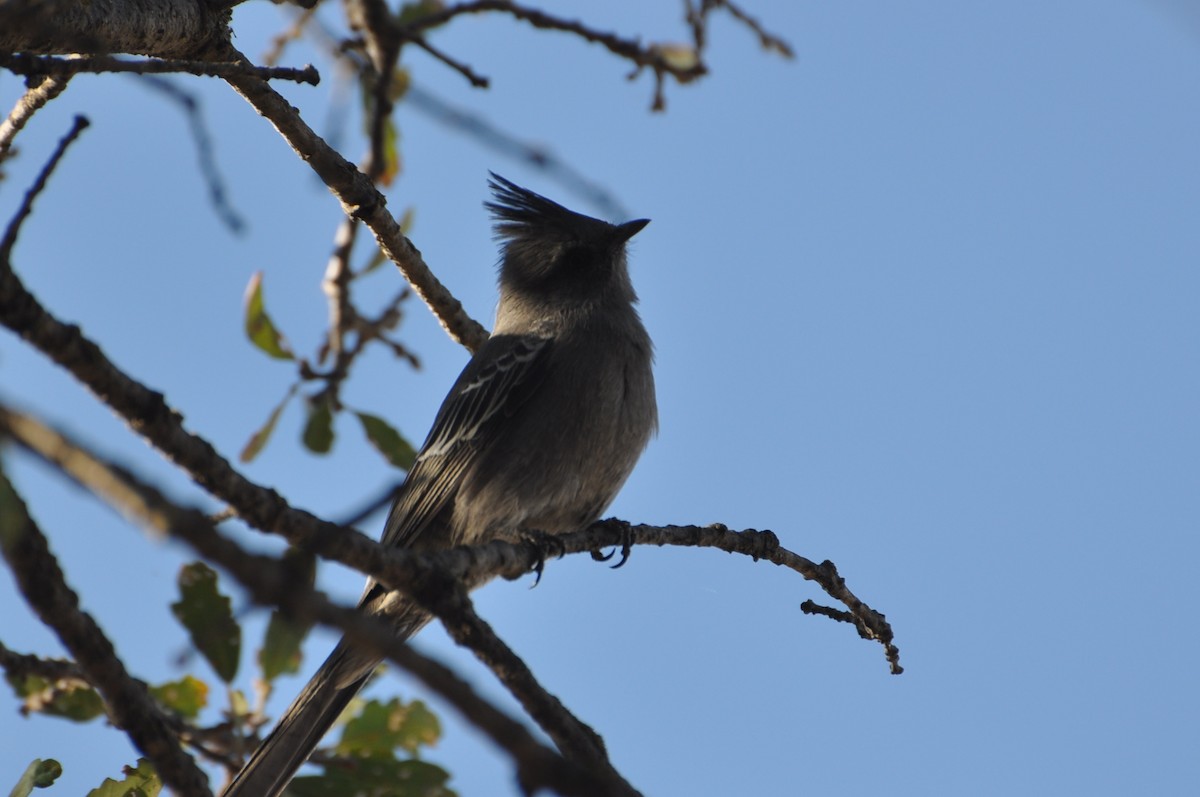 Phainopepla - ML219995981