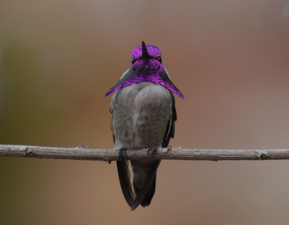 Costa's Hummingbird - Christopher Lindsey