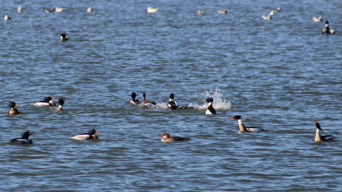 Red-breasted Merganser - ML219996831