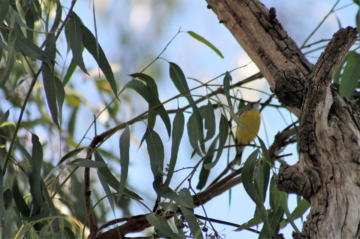 White-throated Gerygone - Sam Adams