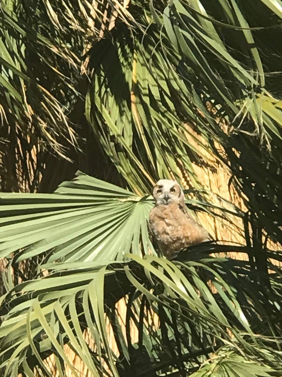 Great Horned Owl - ML219999801
