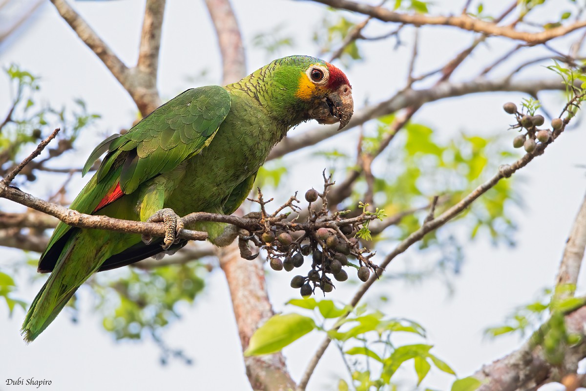 Red-lored Parrot - ML219999891