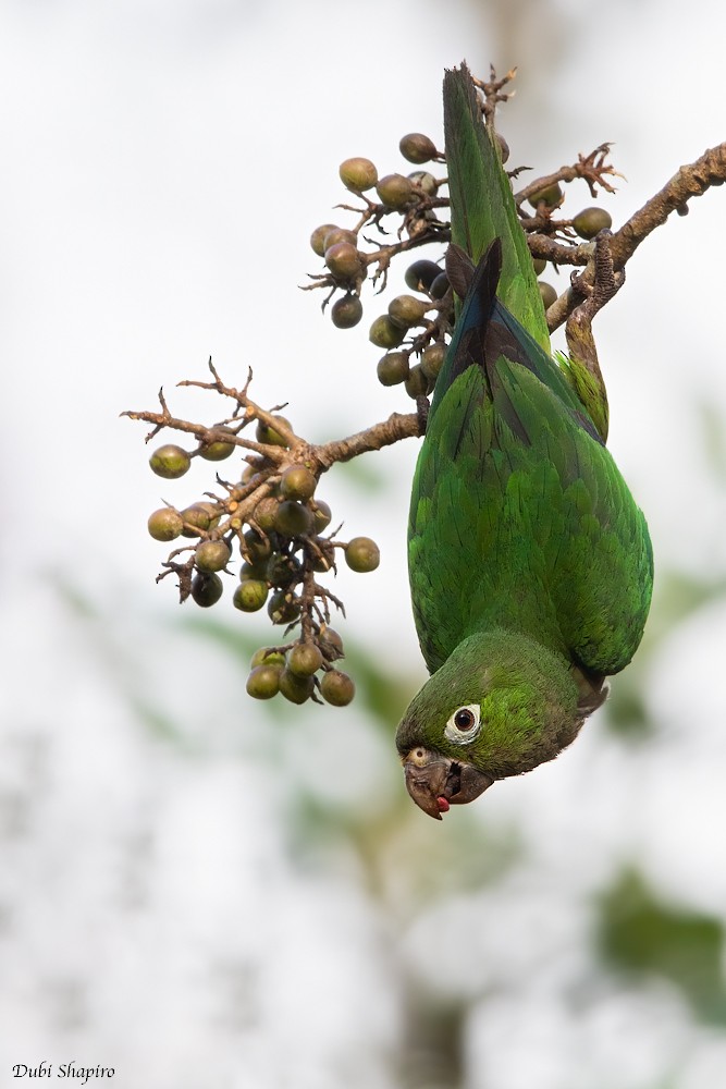 Olive-throated Parakeet (Aztec) - ML219999981