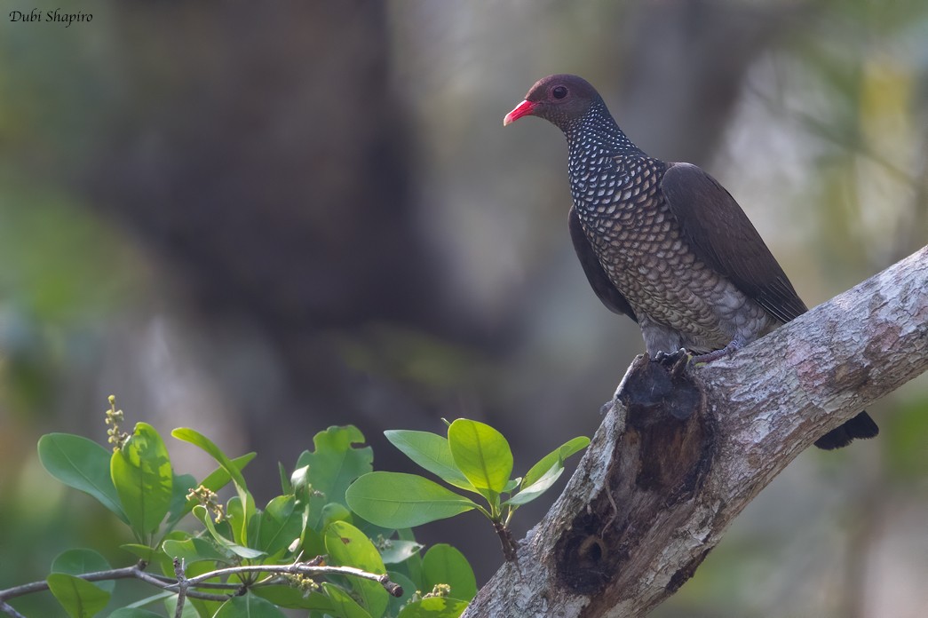 Scaled Pigeon - ML220000141