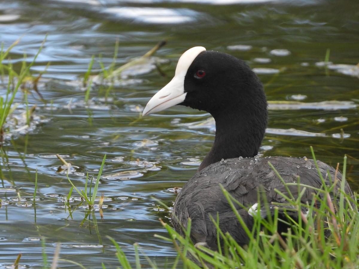 Hawaiian Coot (White-shielded) - ML220000791