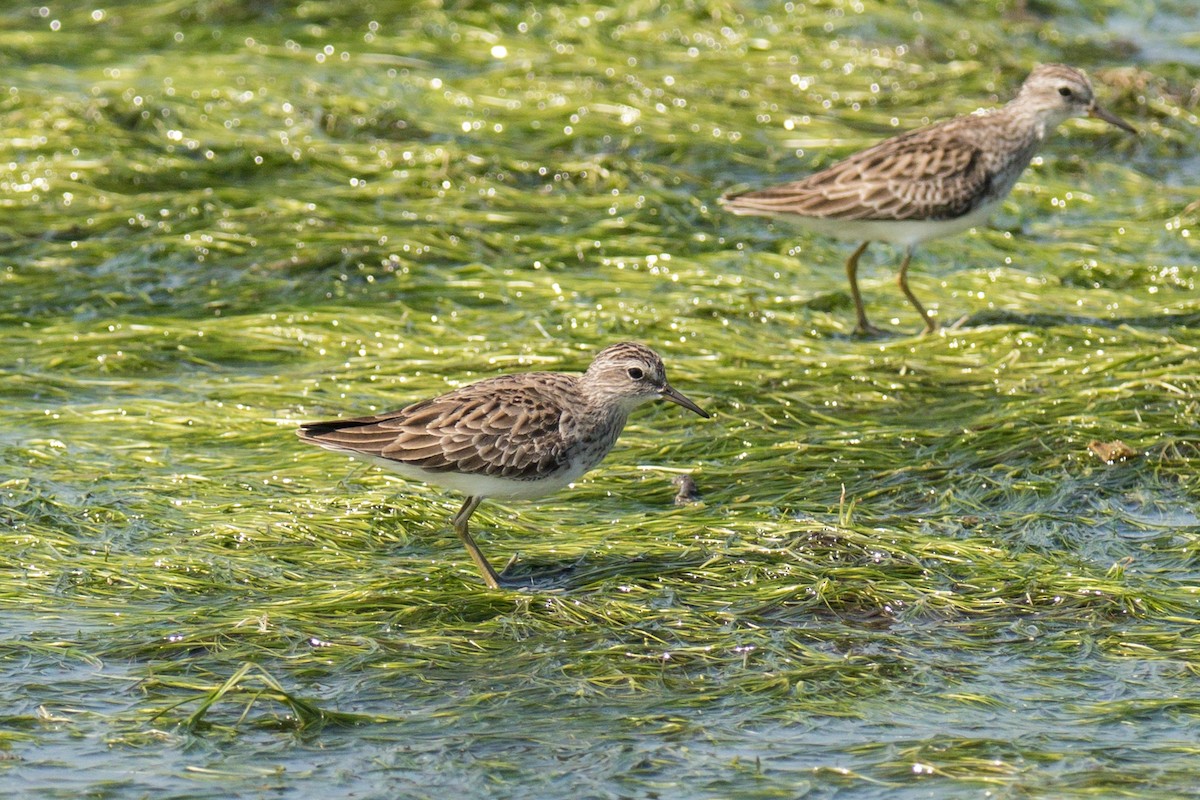 Long-toed Stint - Wich’yanan Limparungpatthanakij