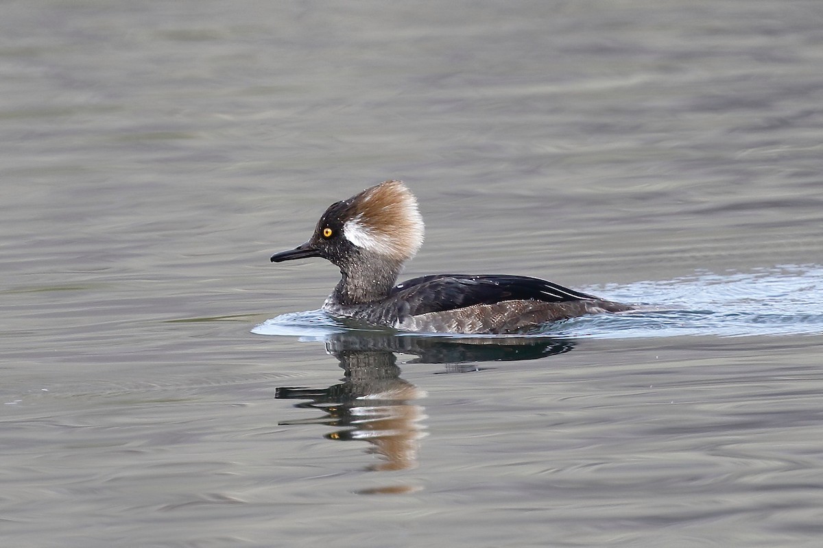 Hooded Merganser - Timo Mitzen