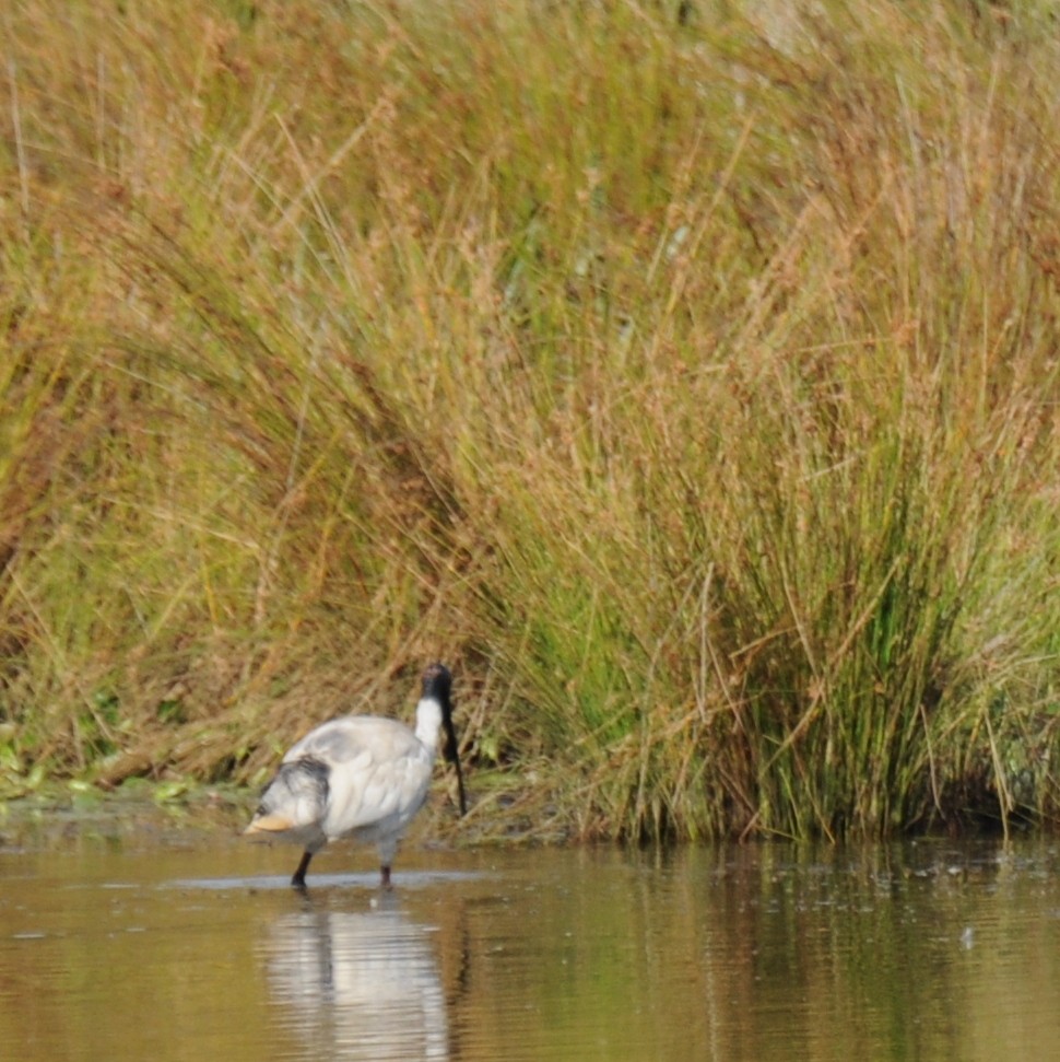 Australian Ibis - ML22000111