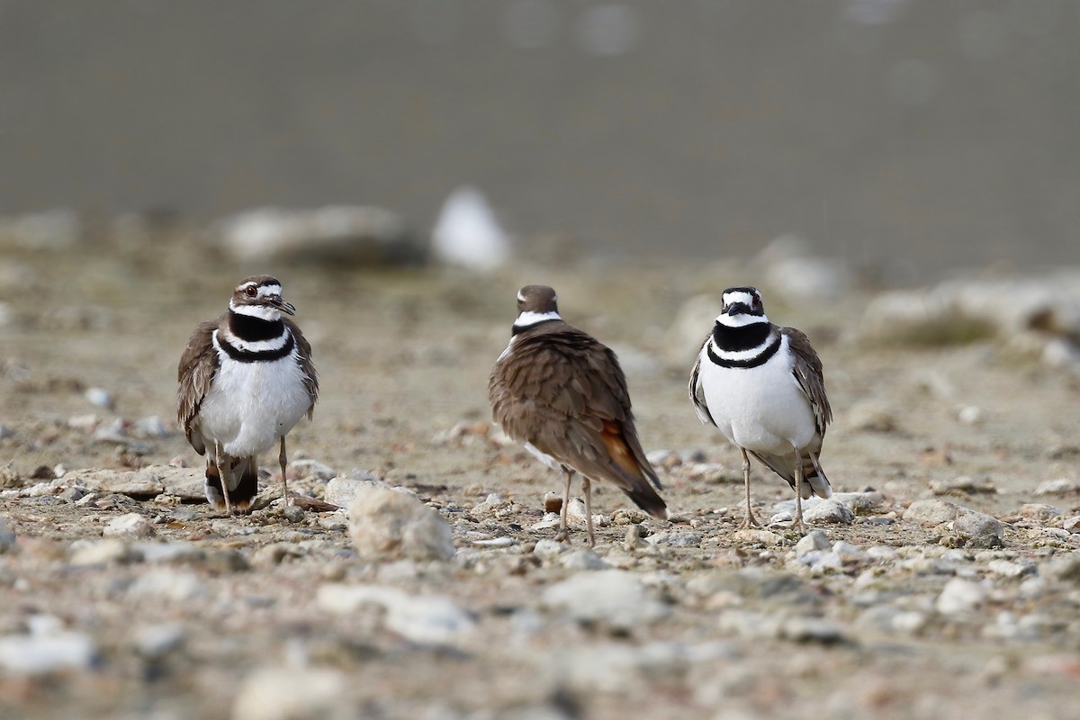 Killdeer - ML220001841