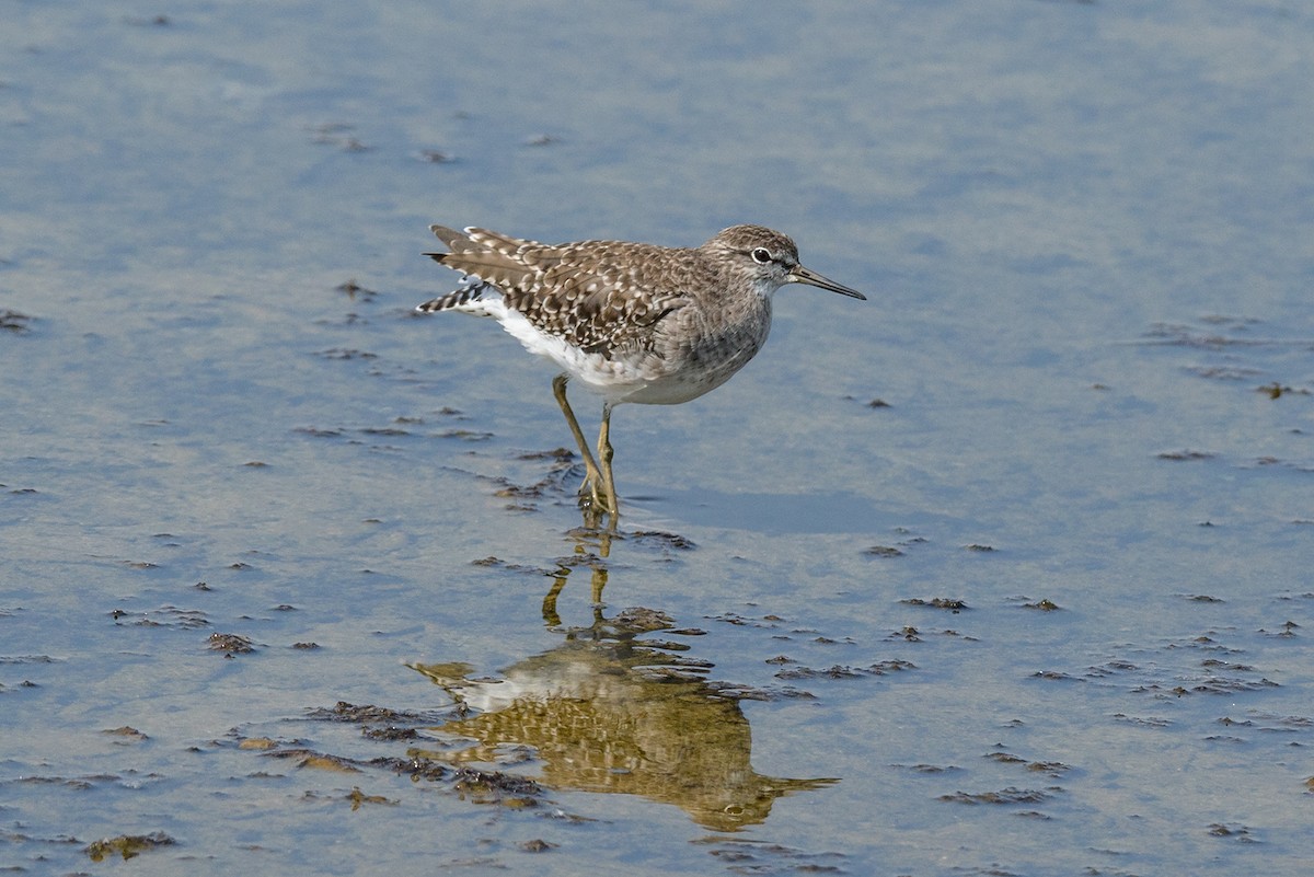 Wood Sandpiper - Wich’yanan Limparungpatthanakij