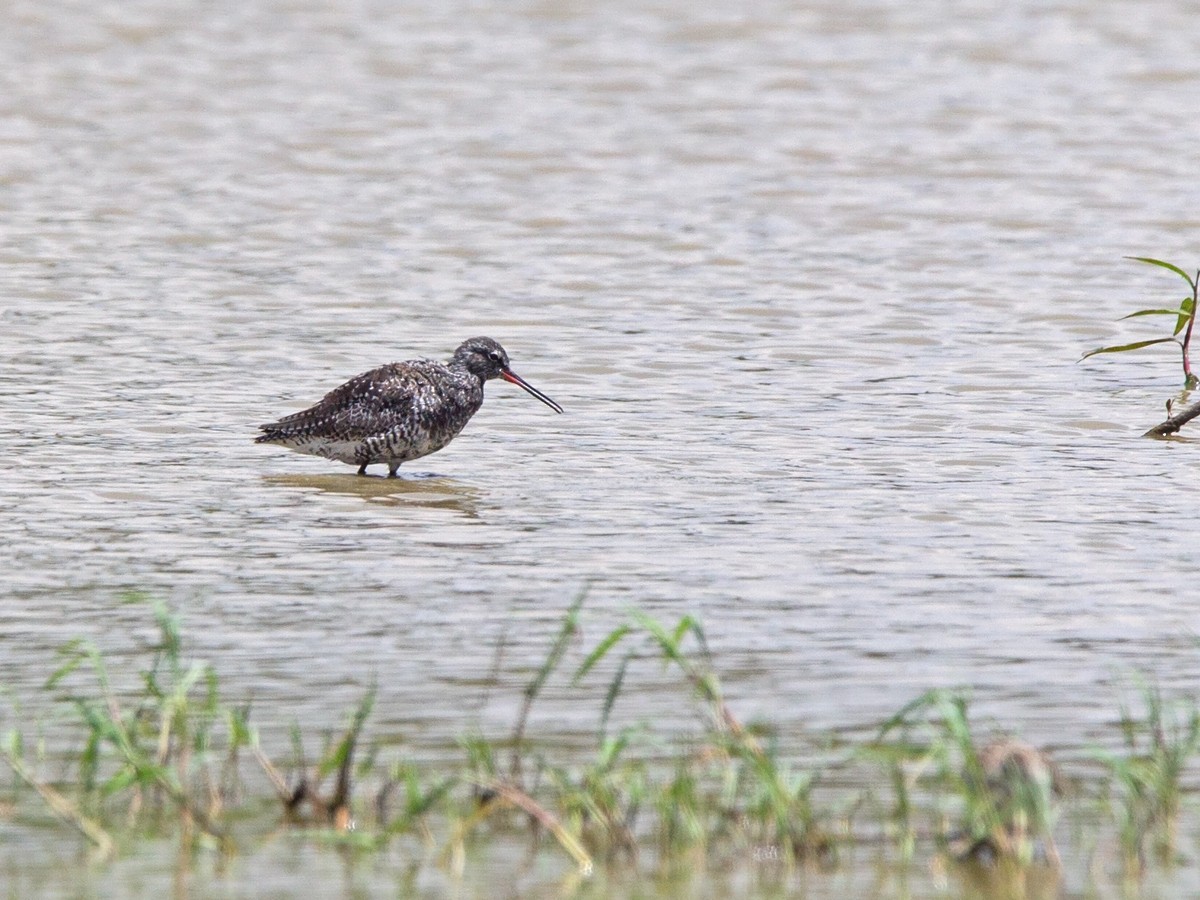 Spotted Redshank - ML220002211