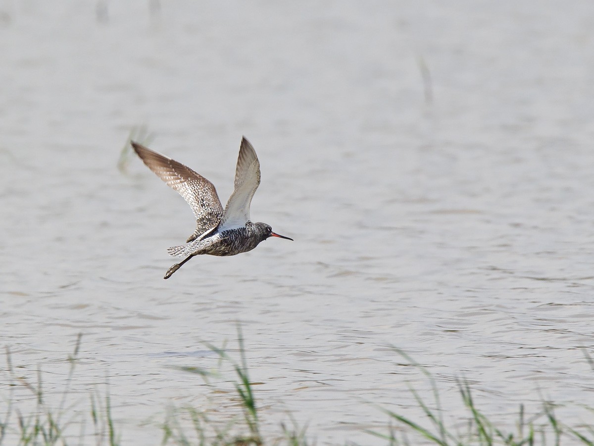 Spotted Redshank - ML220002221