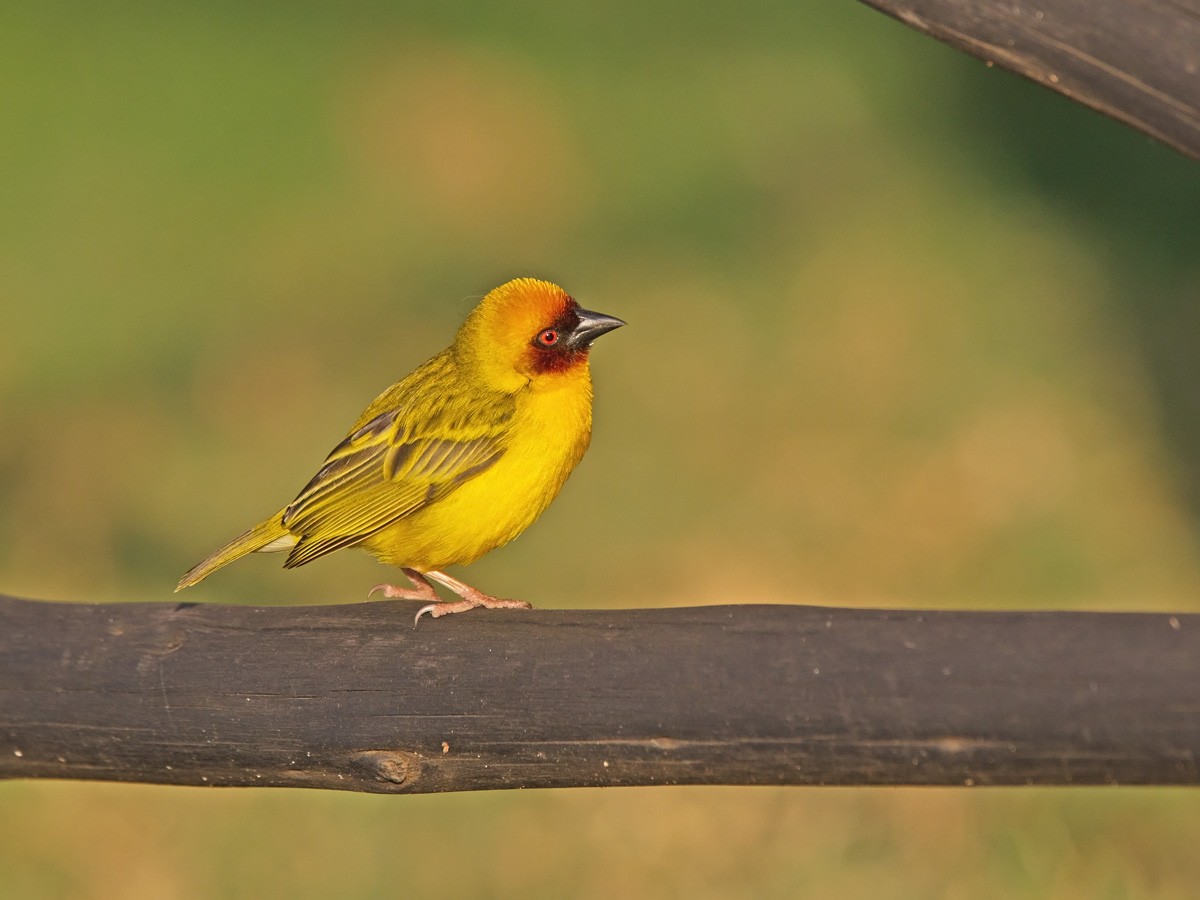 Rüppell's Weaver - ML220002961