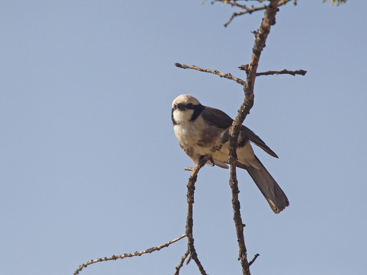 White-rumped Shrike - Niall D Perrins