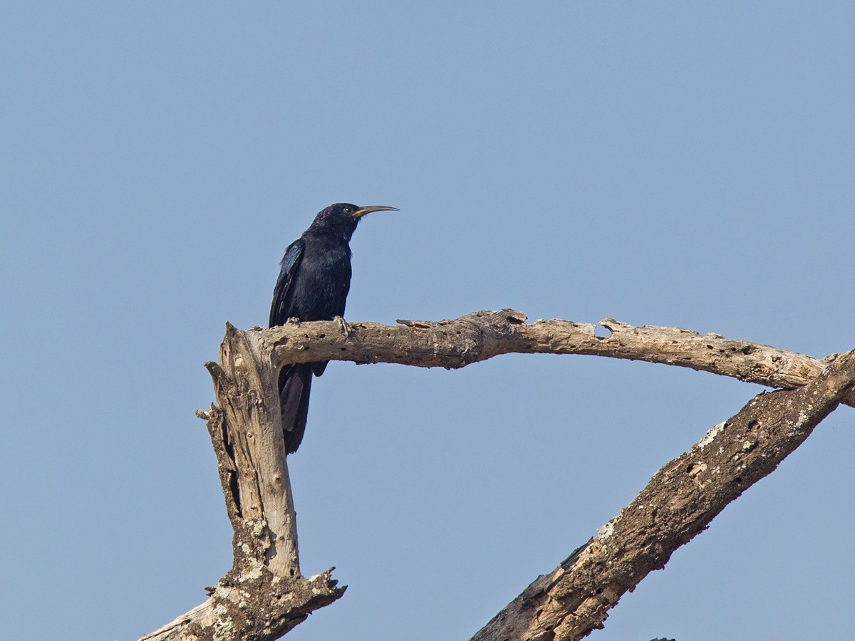 Black Scimitarbill - ML220002991