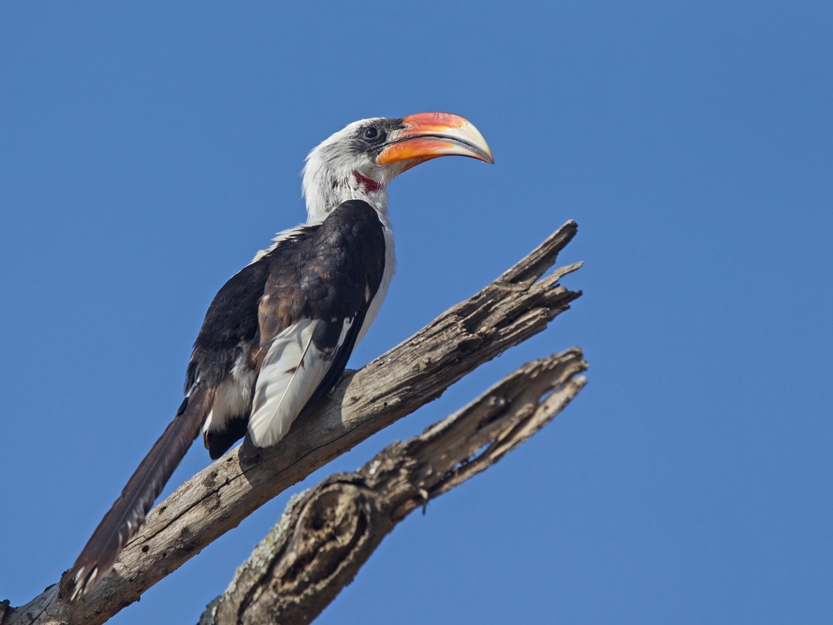 Von der Decken's Hornbill - ML220003011