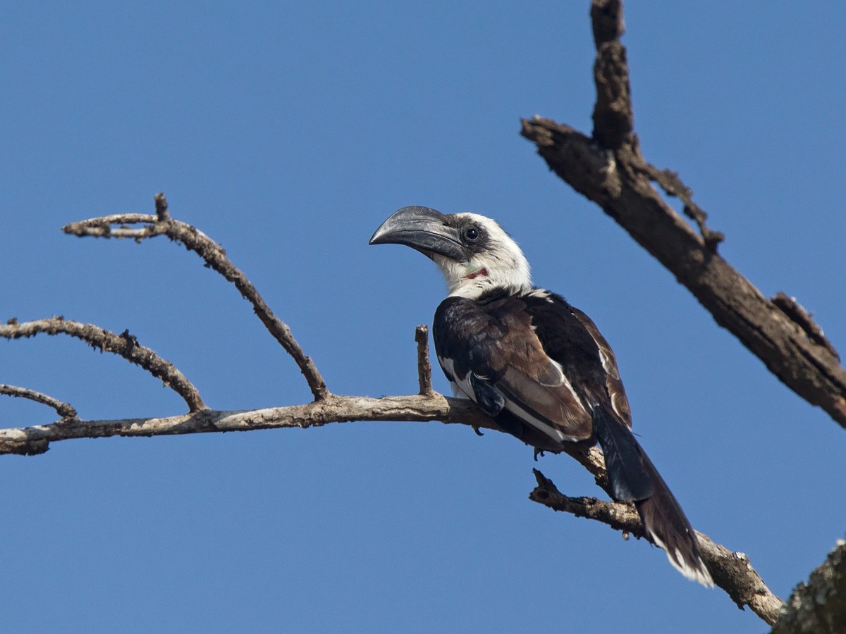 Von der Decken's Hornbill - ML220003021