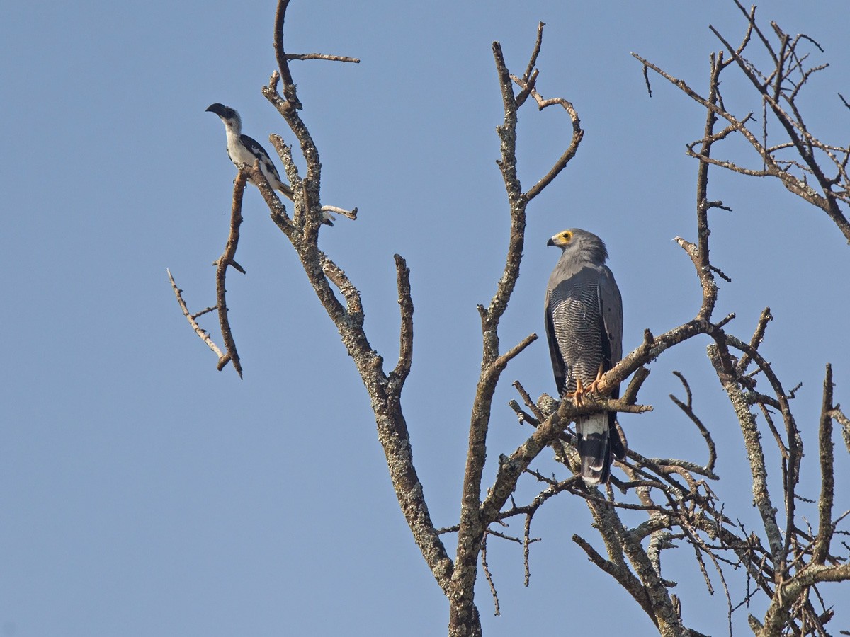 African Harrier-Hawk - ML220003051