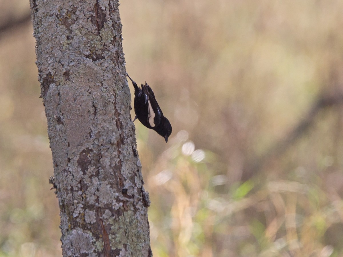 White-winged Black-Tit - ML220003061