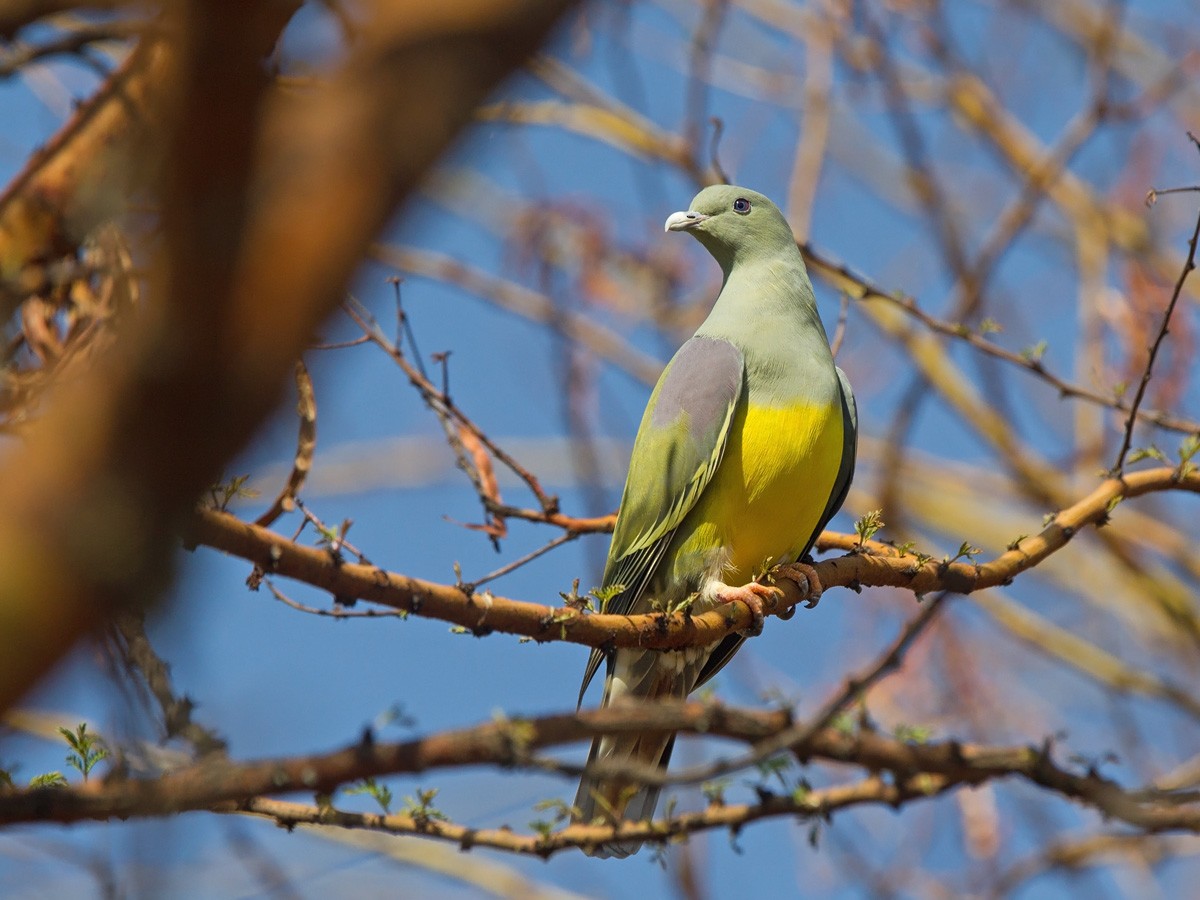 Bruce's Green-Pigeon - ML220003091