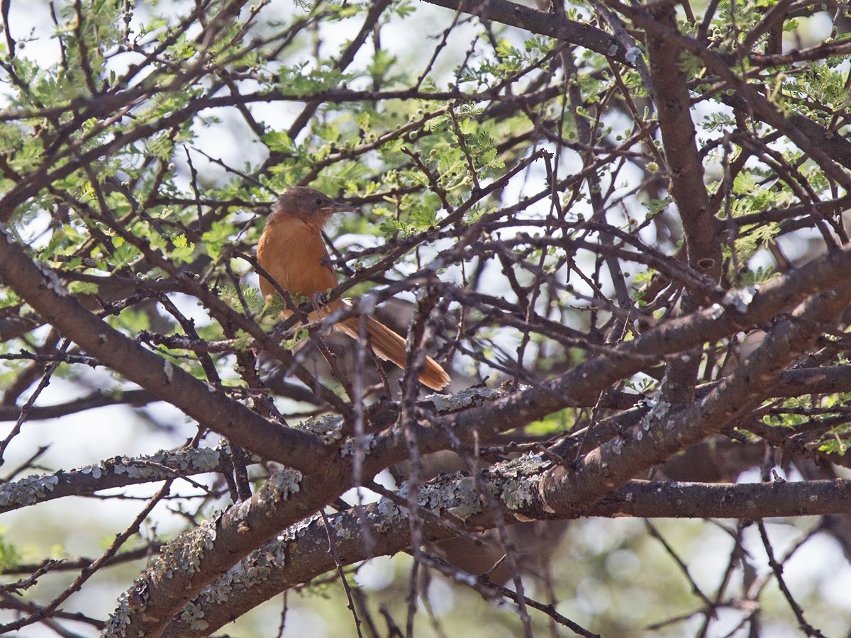 Rufous Chatterer - ML220003111