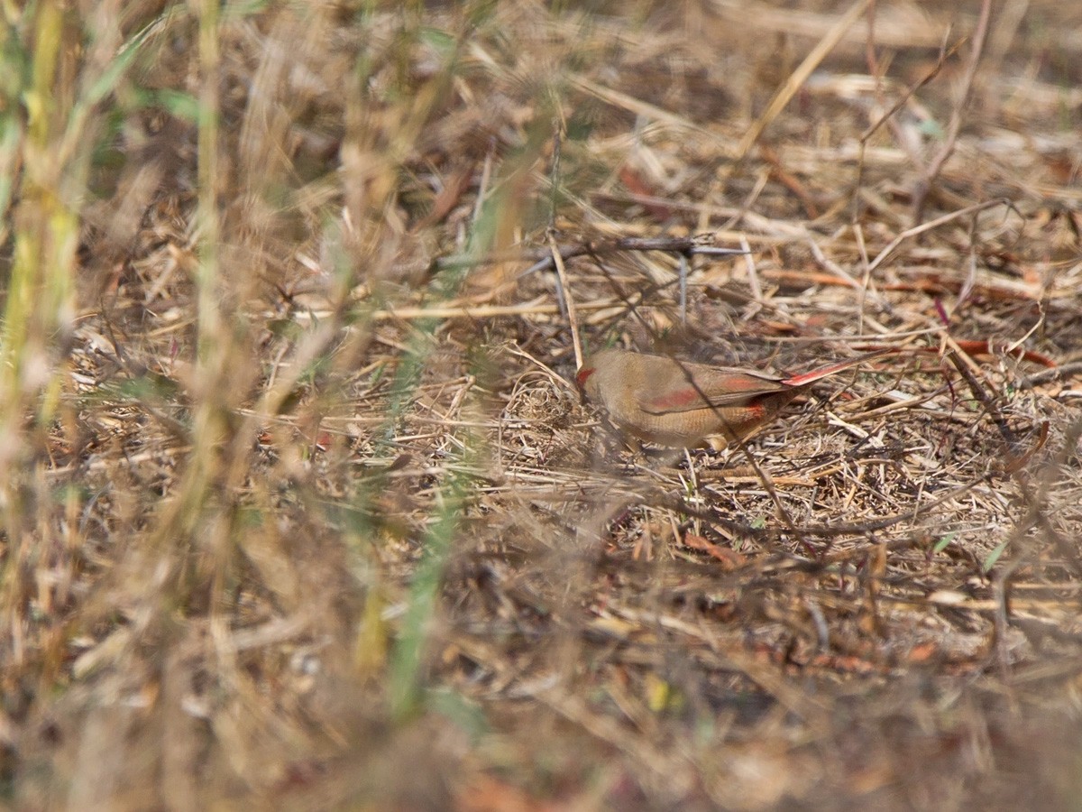 Crimson-rumped Waxbill - ML220003131