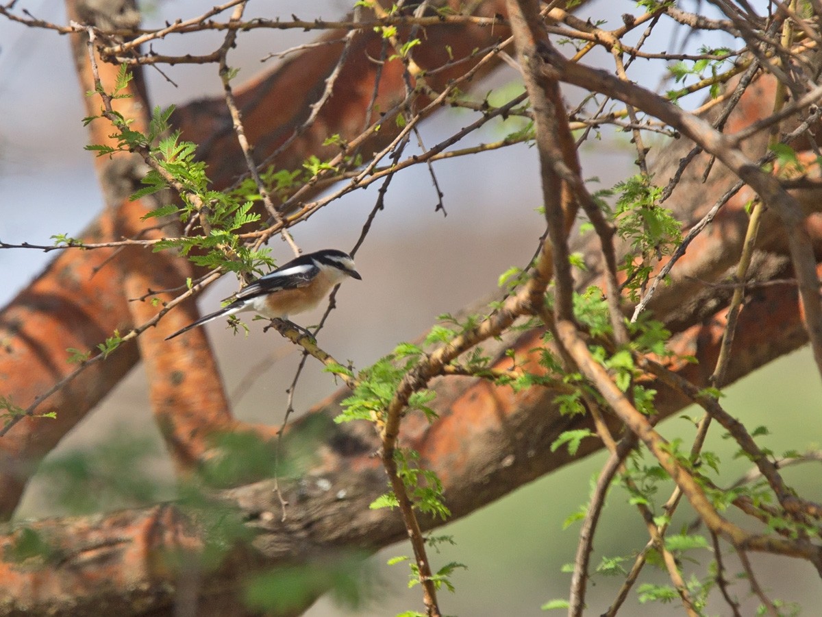 Masked Shrike - ML220003141