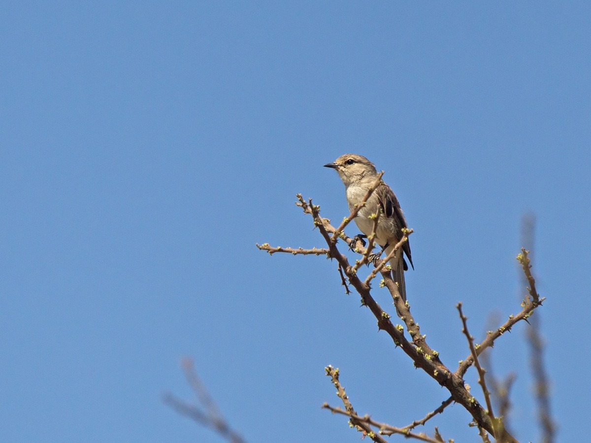 African Gray Flycatcher (Ethiopian) - ML220003151