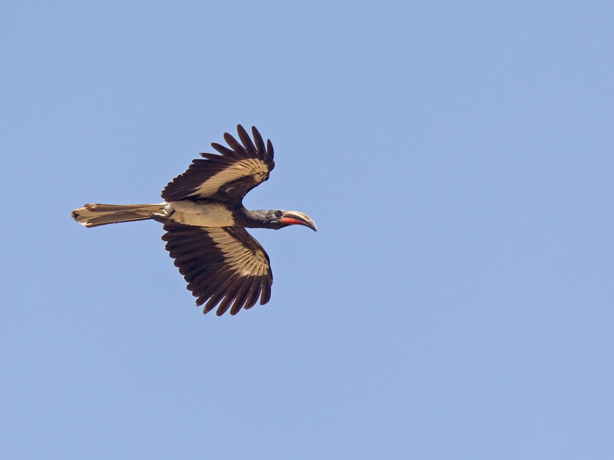 Hemprich's Hornbill - ML220003201