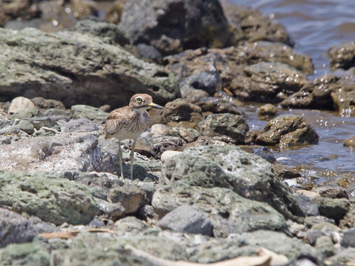 Senegal Thick-knee - ML220003261