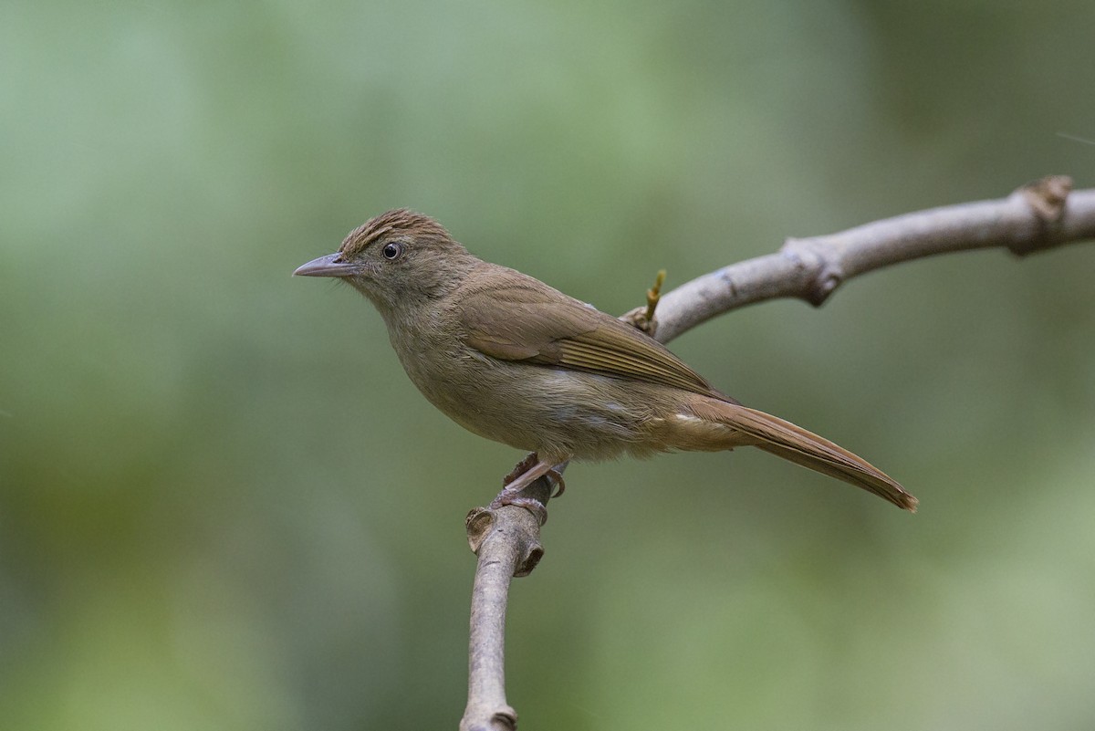 Olive Bulbul (Baker's) - Jan-Peter  Kelder