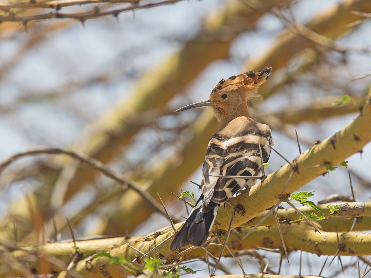 Eurasian Hoopoe (Central African) - ML220003381