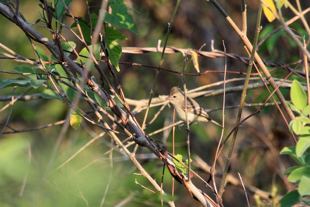 Northern Beardless-Tyrannulet - Steve Heinl