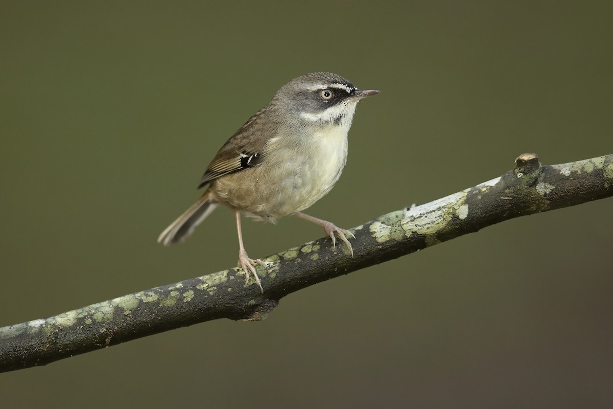 White-browed Scrubwren - ML220004051