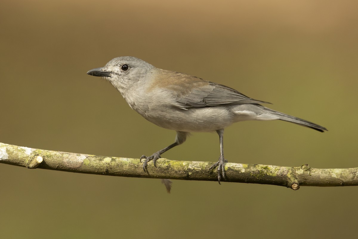 Gray Shrikethrush - JJ Harrison