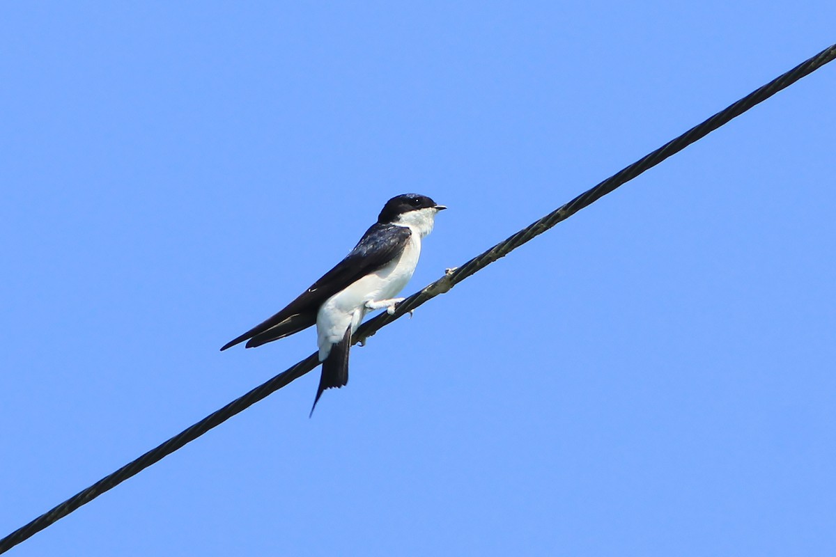 Siberian House-Martin - Ayuwat Jearwattanakanok