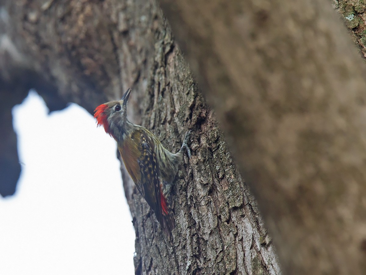 Abyssinian Woodpecker - ML220005221