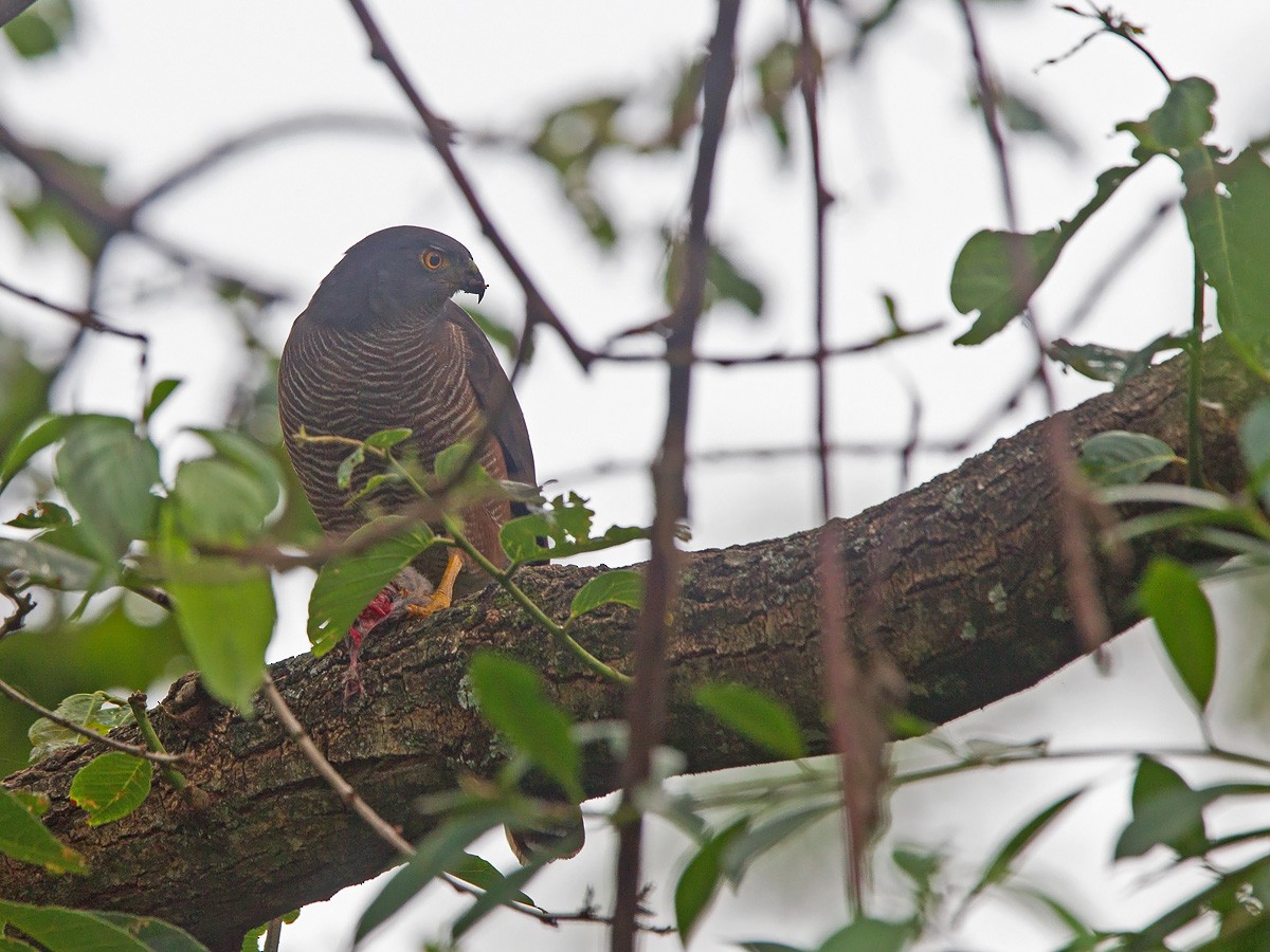 African Goshawk (Ethiopian) - ML220005271