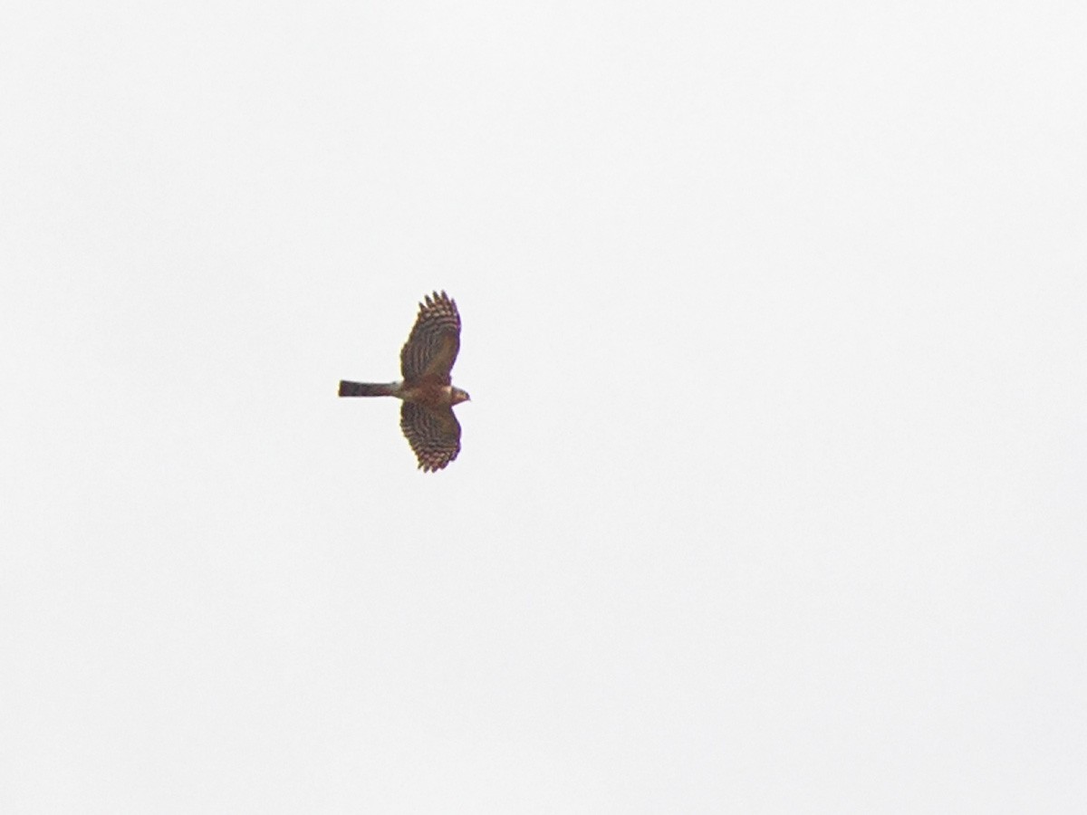 Rufous-breasted Sparrowhawk (Ethiopian) - ML220006271
