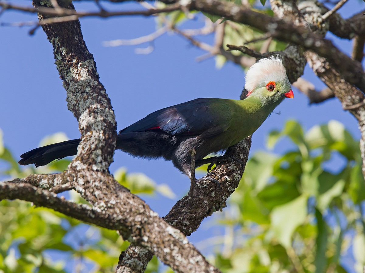 Prince Ruspoli's Turaco - Niall D Perrins